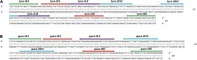 Development of Loop-Mediated Isothermal Amplification Assay Targeting lytA and psaA Genes for Rapid and Visual Diagnosis of Streptococcus pneumoniae Pneumonia in Children